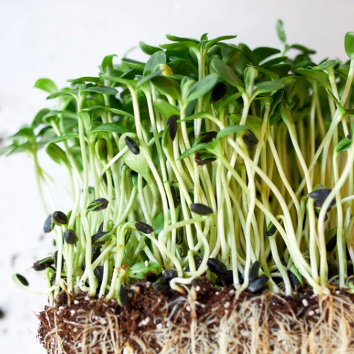 Broccoli Sprouts