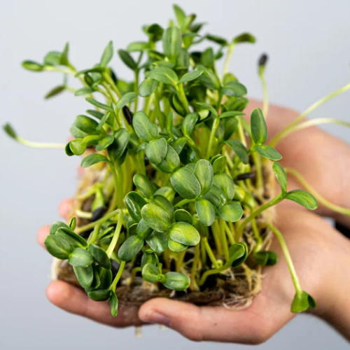 Broccoli Sprouts